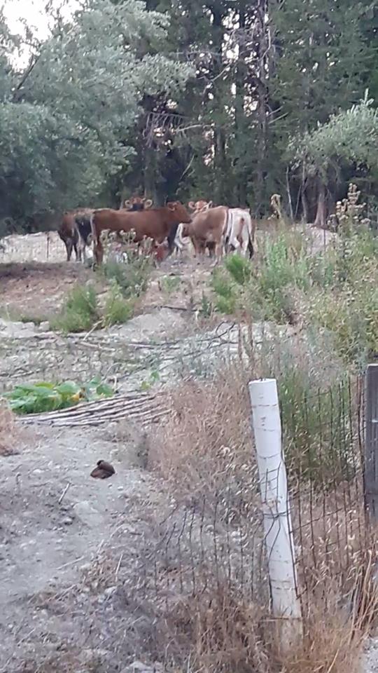 Ανακοίνωση της συντονιστικής επιτροπής για τα ανεπιτήρητα&nbsp;ζώα