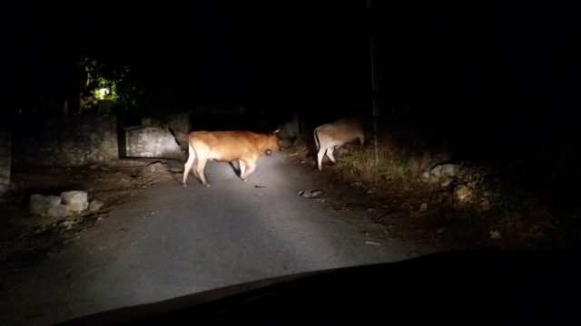 Ανακοίνωση Συντονιστικής Επιτροπής        για τα ανεπιτήρητα παραγωγικά ζώα στη&nbsp;Λευκάδας.