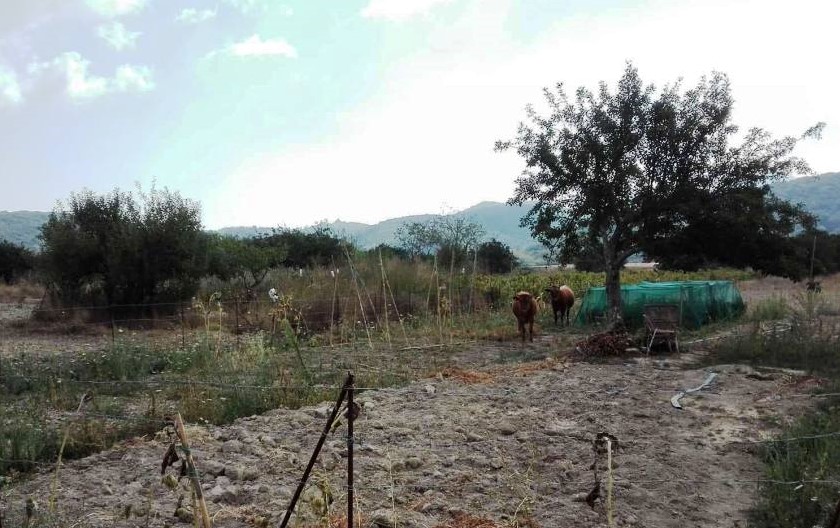 Ανακοίνωση Συλλόγου Καρσάνων Λευκάδος Αθήνας σχετικά με τις καταστροφές στον κάμπο της Καρυάς από τα&nbsp;ανεπιτήρητα.