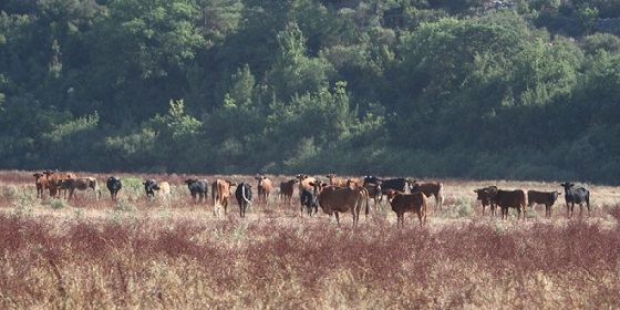 Πέρασε η τροπολογία για την αναισθητοποίηση των&nbsp;ζώων..