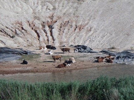 Κομματική Ορεινής Λευκάδας του ΚΚΕ: Ανακοίνωση για τα ανεπιτήρητα βοοειδή στην ορεινή&nbsp;Λευκάδα